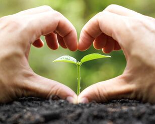 Zwei Hände in Herzform umschließen einen Setzling, der aus der Erde wächst